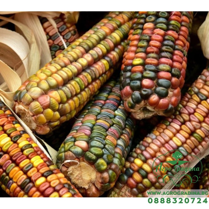 Декоративна Царевица Микс Zea mays japonica Декоративна Царевица Микс Zea mays japonica