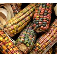 Декоративна Царевица Микс Zea mays japonica
