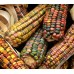 Декоративна Царевица Микс Zea mays japonica