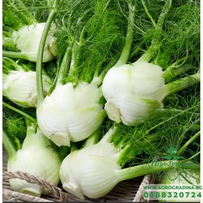Финокио (Резене) Мамут Финокио (Резене) Мамут
