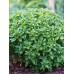 Босилек Дребнолистен / Basilico foglia fine verde