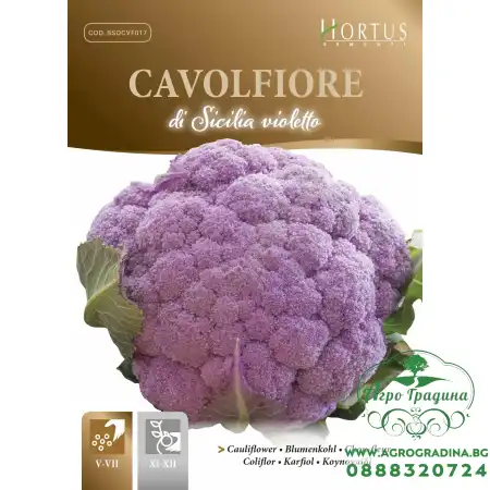 Карфиол Сицилиански Виолетов Di Sicilia Violetto