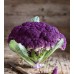 Карфиол Сицилиански Виолетов Di Sicilia Violetto