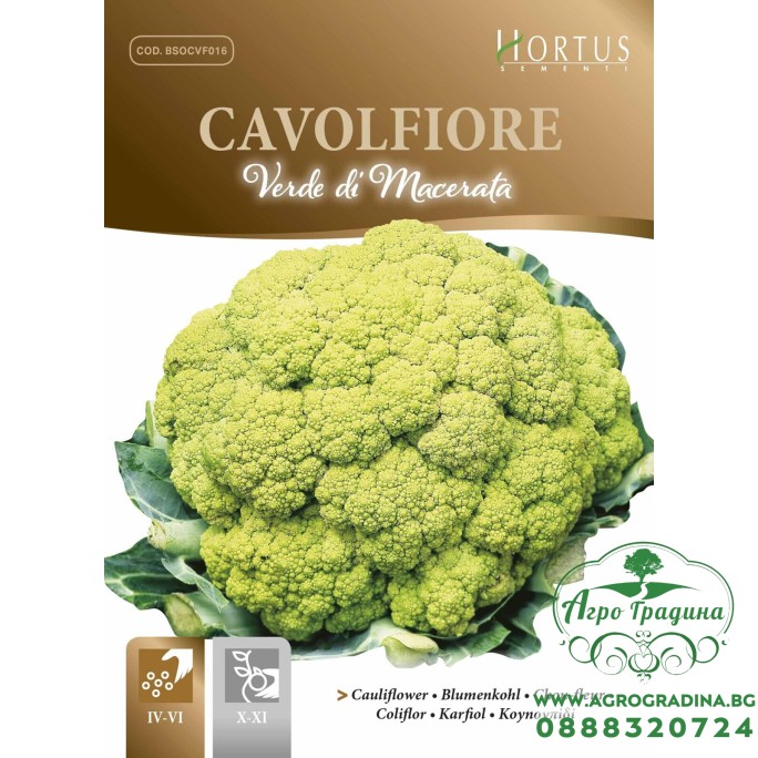 Карфиол Мачерата Зелен Verde di Macerata Карфиол Мачерата Зелен Verde di Macerata