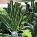 Кейл черен тоскански Nero di Toscana – Марули и салати