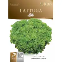 Маруля Лолло Lollo