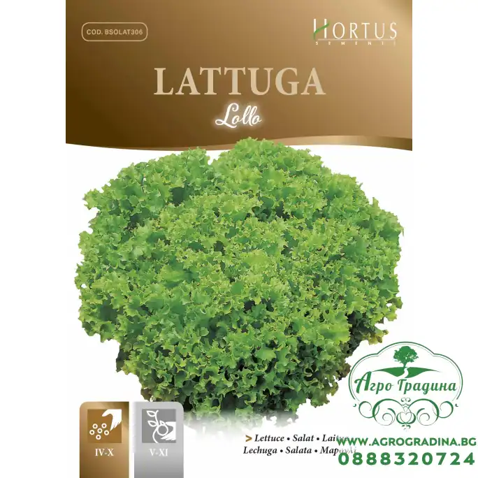 Маруля Лолло Lollo Маруля Лолло Lollo