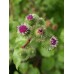 Репей Коренов Гобо