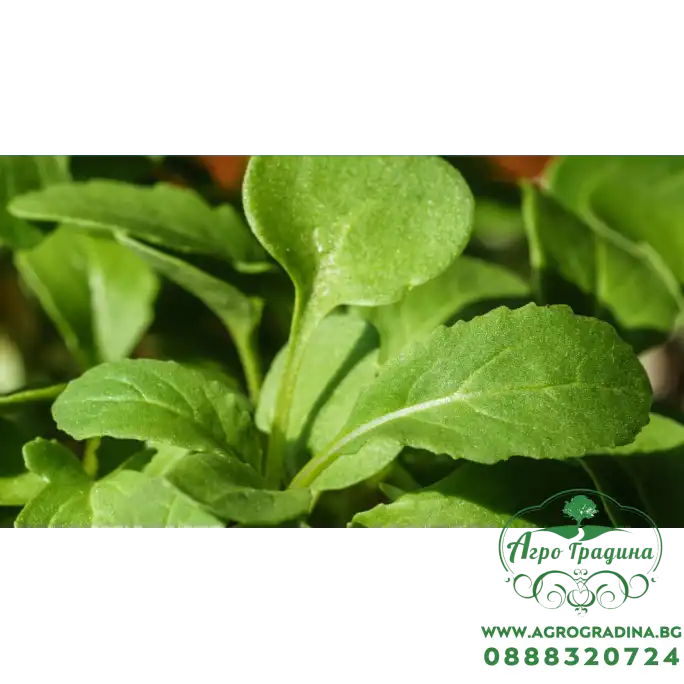Рукола Rucola Coltivata Рукола Rucola Coltivata