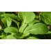 Рукола Rucola Coltivata – Марули и салати