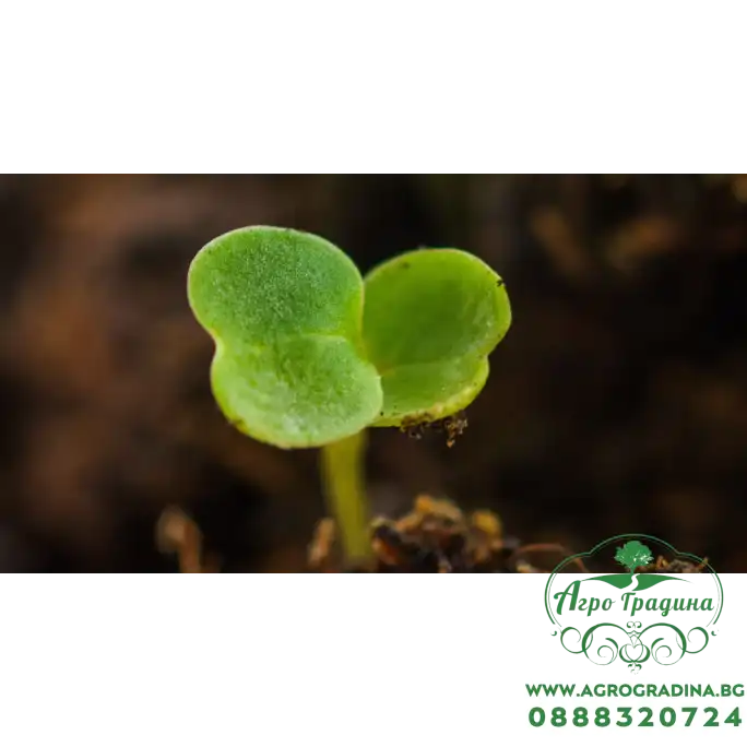 Рукола Rucola Coltivata Рукола Rucola Coltivata