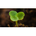 Рукола Rucola Coltivata – Марули и салати