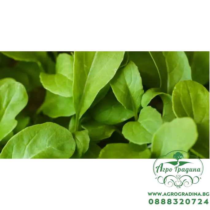 Рукола Rucola Coltivata Рукола Rucola Coltivata