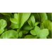 Рукола Rucola Coltivata – Марули и салати
