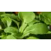 Рукола Rucola Coltivata