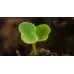 Рукола Rucola Coltivata