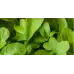 Рукола Rucola Coltivata