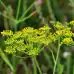 Семена от Див копър (Резене) / Foeniculum vulgare