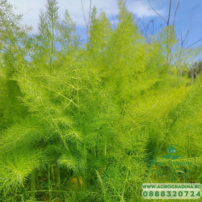 Семена от Див копър (Резене) Foeniculum vulgare