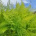 Семена от Див копър (Резене) Foeniculum vulgare – Ароматни Подправки