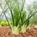Семена от Див копър (Резене) Foeniculum vulgare – Ароматни Подправки