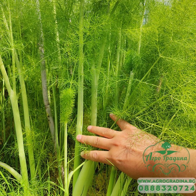 Семена от Див копър (Резене) Foeniculum vulgare