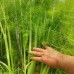 Семена от Див копър (Резене) Foeniculum vulgare – Ароматни Подправки