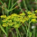 Семена от Див копър (Резене) Foeniculum vulgare – Ароматни Подправки