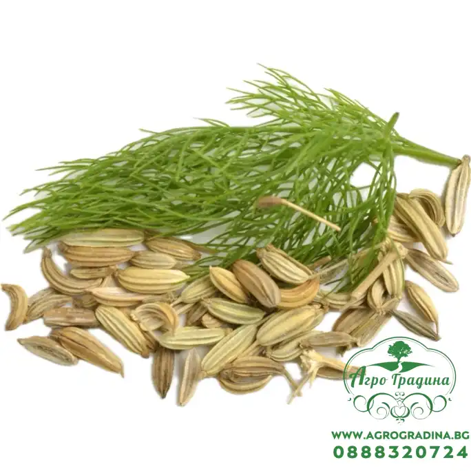 Семена от Див копър (Резене) Foeniculum vulgare