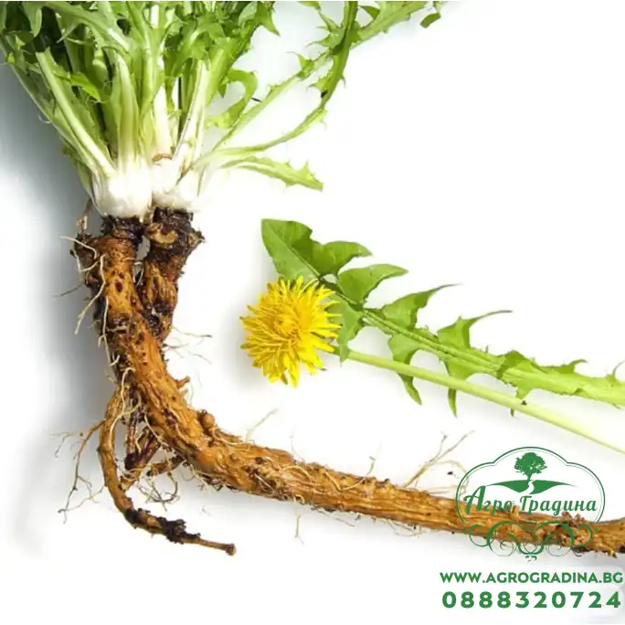 Семена от Глухарче Taraxacum officinalis Семена от Глухарче Taraxacum officinalis