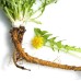 Семена от Глухарче Taraxacum officinalis – Ароматни Билки
