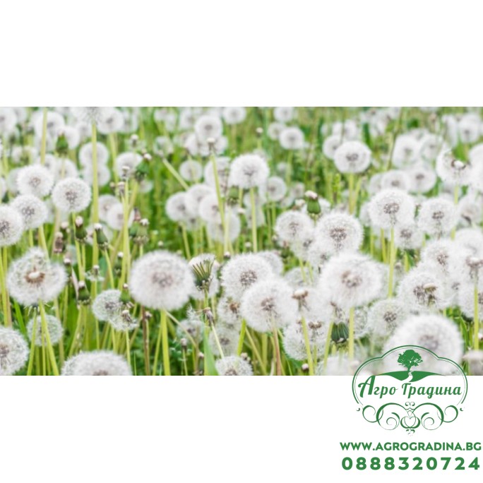 Семена от Глухарче Taraxacum officinalis Семена от Глухарче Taraxacum officinalis