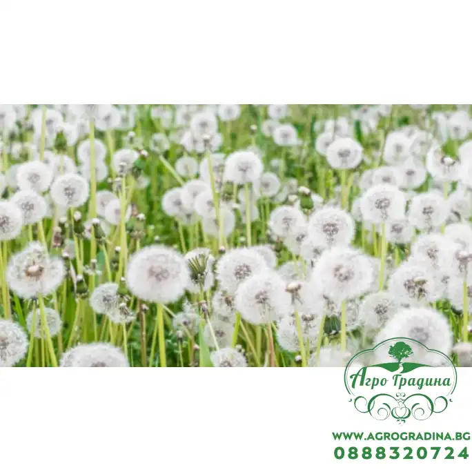 Семена от Глухарче Taraxacum officinalis Семена от Глухарче Taraxacum officinalis