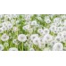 Семена от Глухарче Taraxacum officinalis – Ароматни Билки