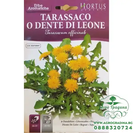 Семена от Глухарче Taraxacum officinalis