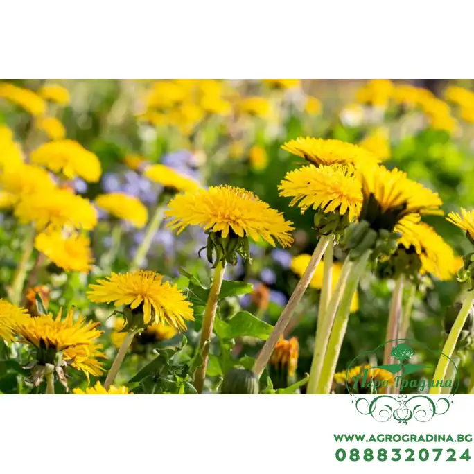 Семена от Глухарче Taraxacum officinalis Семена от Глухарче Taraxacum officinalis