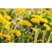 Семена от Глухарче Taraxacum officinalis – Ароматни Билки