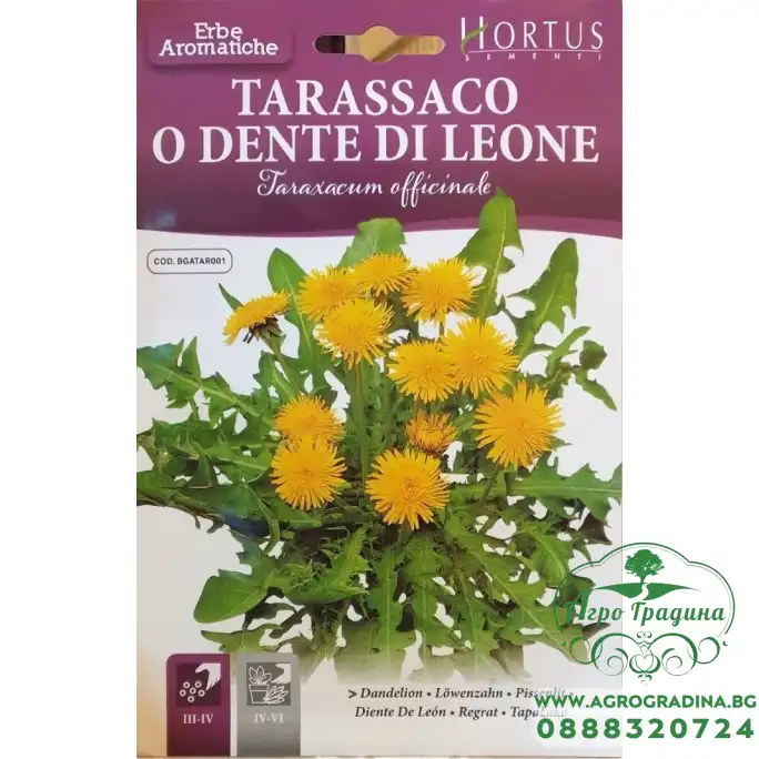 Семена от Глухарче Taraxacum officinalis