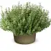 Семена от Мащерка Thymus vulgaris