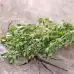 Семена от Мащерка Thymus vulgaris