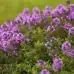 Семена от Мащерка Thymus vulgaris