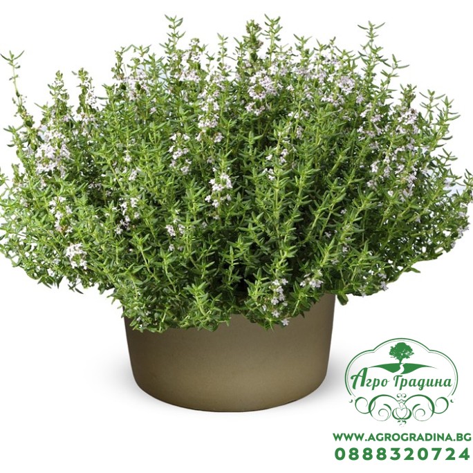 Семена от Мащерка Thymus vulgaris Семена от Мащерка Thymus vulgaris