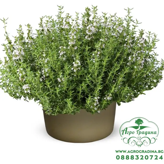 Семена от Мащерка Thymus vulgaris Семена от Мащерка Thymus vulgaris