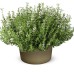 Семена от Мащерка Thymus vulgaris – Ароматни Подправки