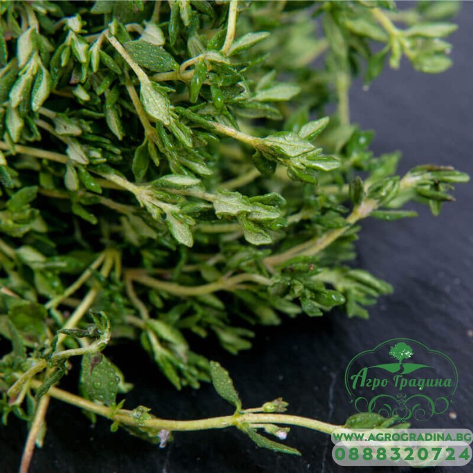 Семена от Мащерка Thymus vulgaris Семена от Мащерка Thymus vulgaris