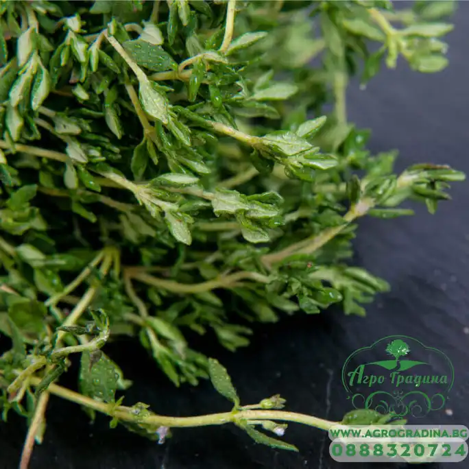 Семена от Мащерка Thymus vulgaris Семена от Мащерка Thymus vulgaris