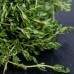 Семена от Мащерка Thymus vulgaris – Ароматни Подправки