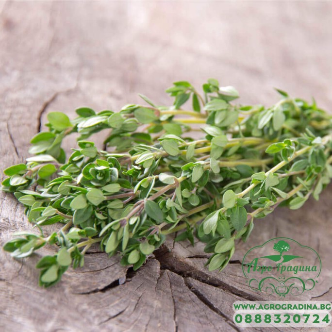 Семена от Мащерка Thymus vulgaris Семена от Мащерка Thymus vulgaris