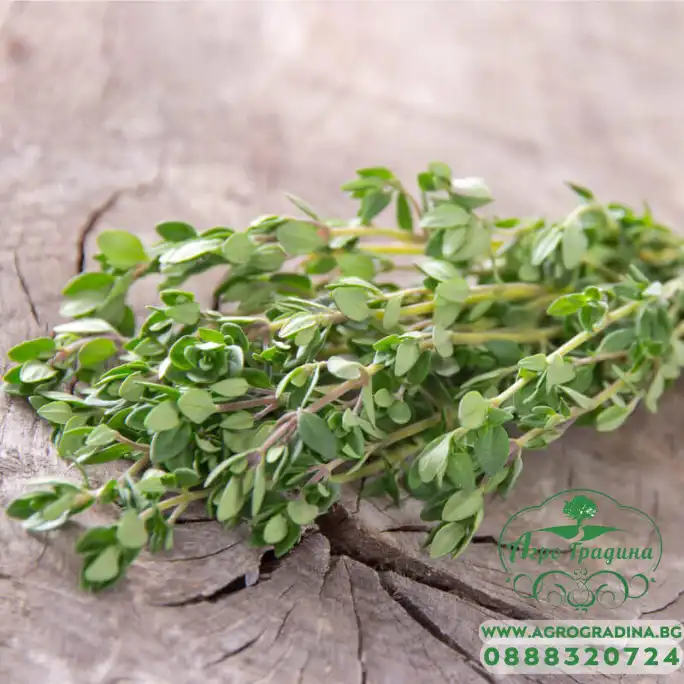 Семена от Мащерка Thymus vulgaris Семена от Мащерка Thymus vulgaris