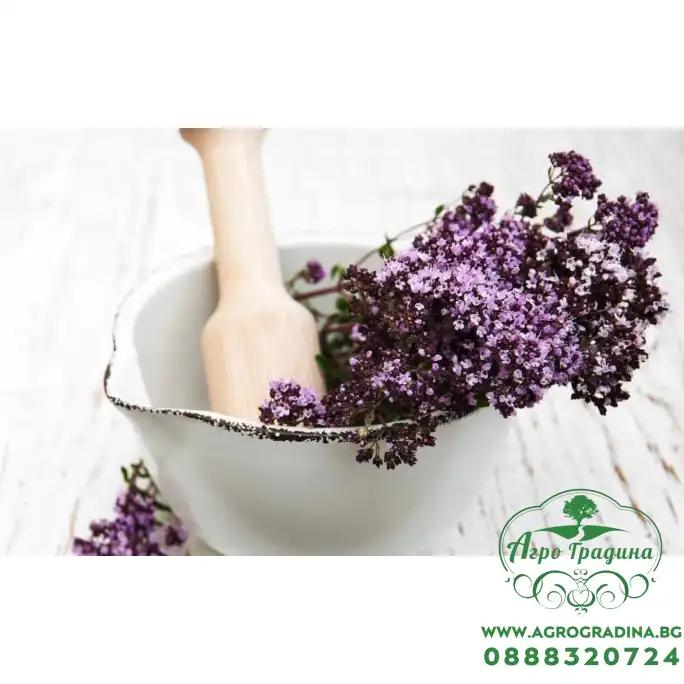 Семена от Мащерка Thymus vulgaris Семена от Мащерка Thymus vulgaris